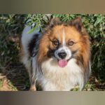 Mischling Kirik, 02/2022, ca. 42 cm