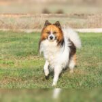 Mischling Kirik, 02/2022, ca. 42 cm