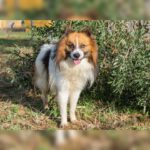 Mischling Kirik, 02/2022, ca. 42 cm