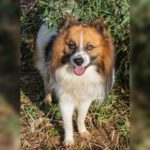 Mischling Kirik, 02/2022, ca. 42 cm