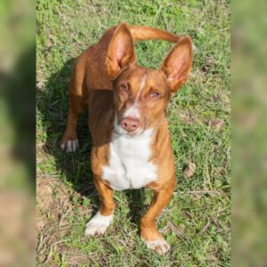 Podenco Maneto Koldo, 12/2017, ca. 30 cm