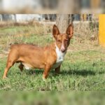 Podenco Maneto Koldo, 12/2017, ca. 30 cm