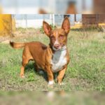 Podenco Maneto Koldo, 12/2017, ca. 30 cm