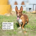 Podenco Maneto Koldo, 12/2017, ca. 30 cm
