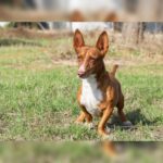 Podenco Maneto Koldo, 12/2017, ca. 30 cm