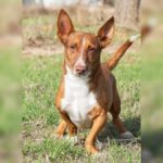 Podenco Maneto Koldo, 12/2017, ca. 30 cm