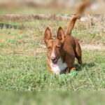 Podenco Maneto Koldo, 12/2017, ca. 30 cm