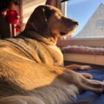 Mischling Lala, 05/2019, ca. 50 cm,53229 Bonn