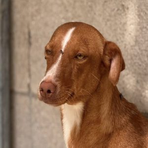 Podenco Lara, 01/2025, ca. 40 cm