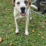 Mischling Latek, 11/2015, ca. 55 cm