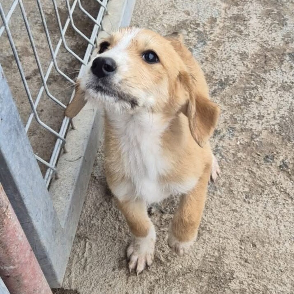 Mischling Lima, 08/2025, ca. 45 cm