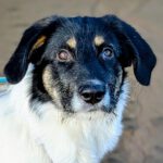 Mischling Liv, 06/2025, Endgröße ca. 55- 60 cm, 21217 Seevetal