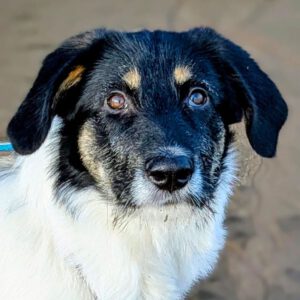 Mischling Liv, 06/2025, Endgröße ca. 55- 60 cm, 21217 Seevetal