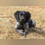 Bretone Lolo, 06/2024, ca. 45 cm