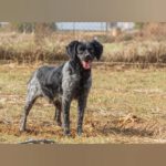 Bretone Lolo, 06/2024, ca. 45 cm