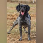 Bretone Lolo, 06/2024, ca. 45 cm