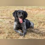 Bretone Lolo, 06/2024, ca. 45 cm