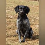 Bretone Lolo, 06/2024, ca. 45 cm