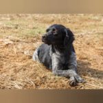 Bretone Lolo, 06/2024, ca. 45 cm