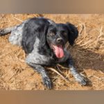 Bretone Lolo, 06/2024, ca. 45 cm