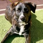 Mischling Lord, 04/2025, Endgröße ca. 60 cm