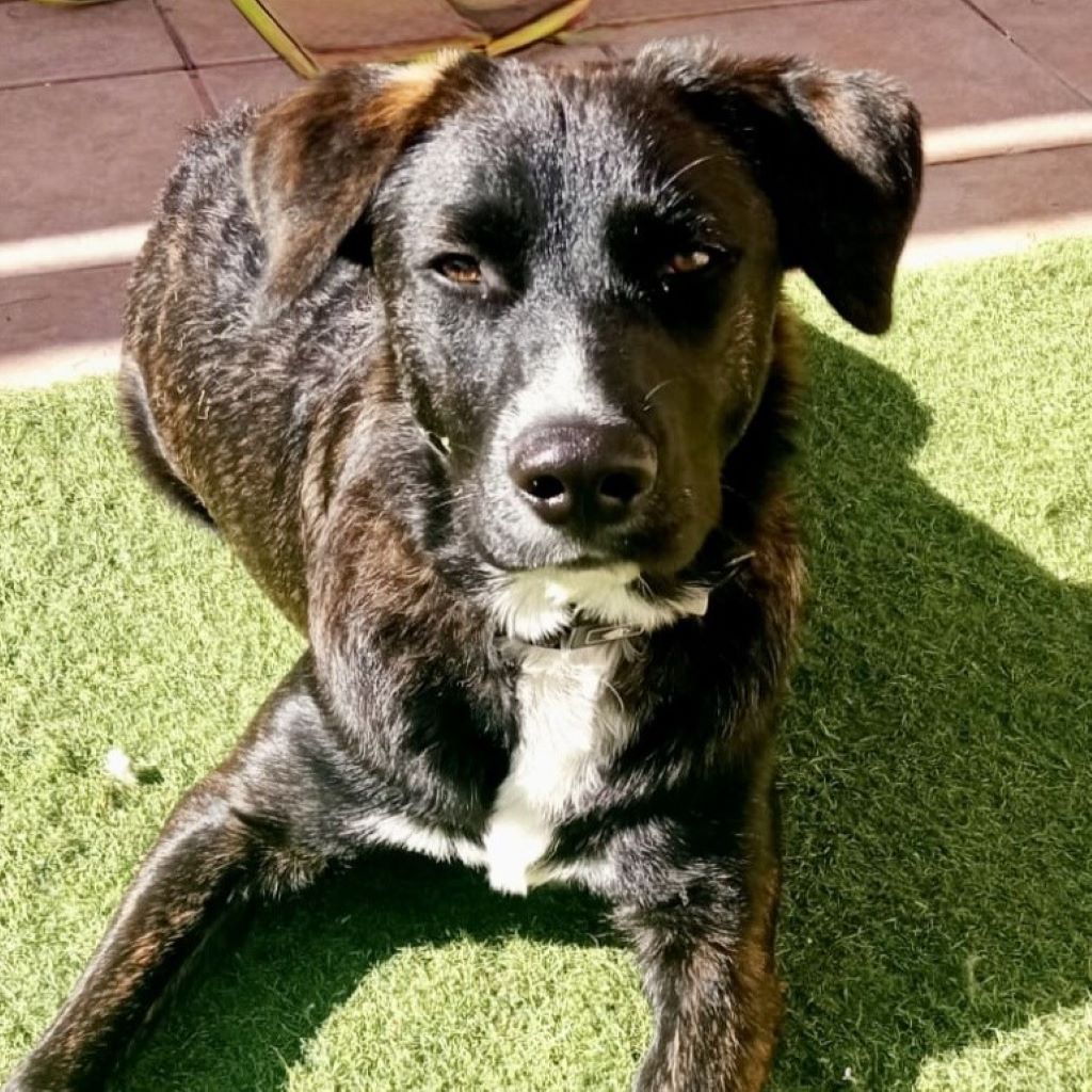 Mischling Lord, 04/2025, Endgröße ca. 60 cm