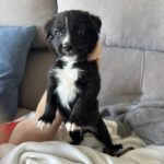 Mischling Lord, 04/2025, Endgröße ca. 60 cm