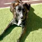 Mischling Lord, 04/2025, Endgröße ca. 60 cm