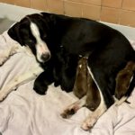 Mischling Lord, 04/2025, Endgröße ca. 60 cm