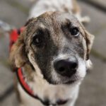 Mischling Lullu, 06/2025, Endgröße ca. 60 cm, 78661 Dietingen