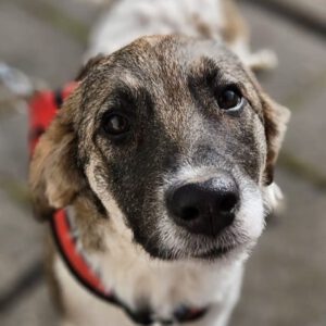 Mischling Lullu, 06/2025, Endgröße ca. 60 cm, 78661 Dietingen