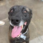 Malinois Luna, 03/2018, ca. 60 cm