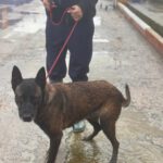 Malinois Luna, 03/2018, ca. 60 cm