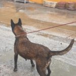 Malinois Luna, 03/2018, ca. 60 cm