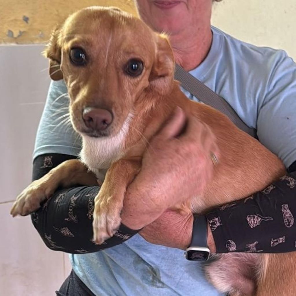 Podenco Maneto Mischling Mailo, 04/2022, ca. 38 cm