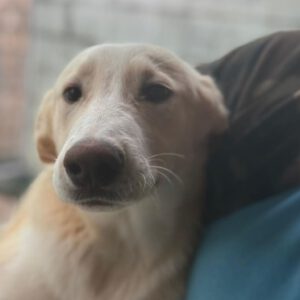 Mischling Mango, 04/2025 , Endgröße ca. 45- 55 cm