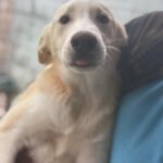 Mischling Mango, 04/2025 , Endgröße ca. 45- 55 cm