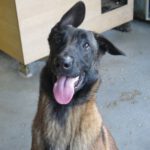 Malinois-Mischling Marlon, 10/2024, 65 cm