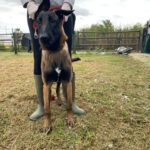 Malinois-Mischling Marlon, 10/2024, 65 cm