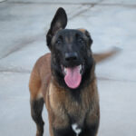 Malinois-Mischling Marlon, 10/2024, 65 cm