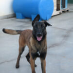 Malinois-Mischling Marlon, 10/2024, 65 cm