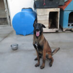 Malinois-Mischling Marlon, 10/2024, 65 cm