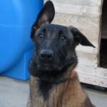 Malinois-Mischling Marlon, 10/2024, 65 cm