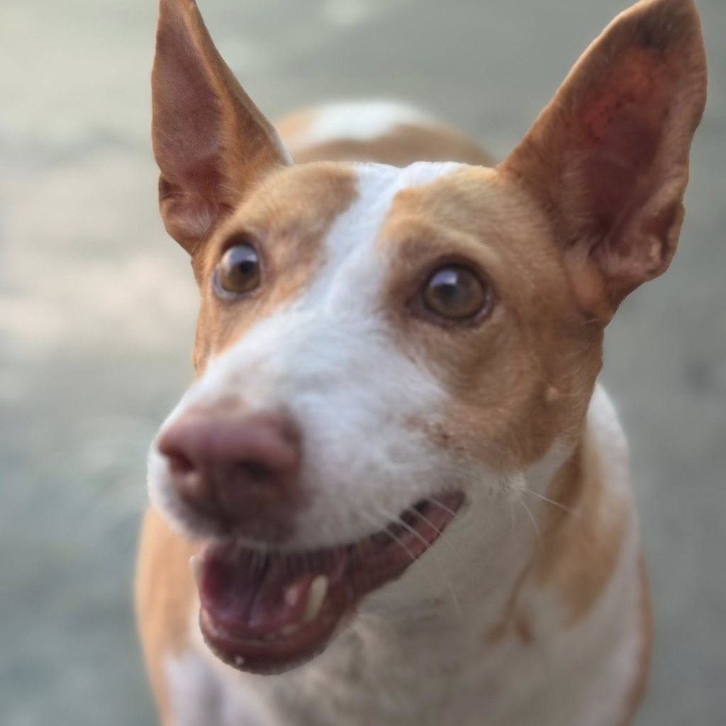 Podenco Maruchi, 06/2017, ca. 45 cm