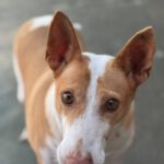 Podenco Maruchi, 06/2017, ca. 45 cm