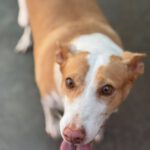 Podenco Maruchi, 06/2017, ca. 45 cm