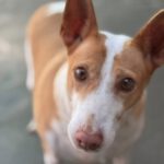 Podenco Maruchi, 06/2017, ca. 45 cm