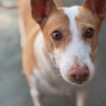 Podenco Maruchi, 06/2017, ca. 45 cm