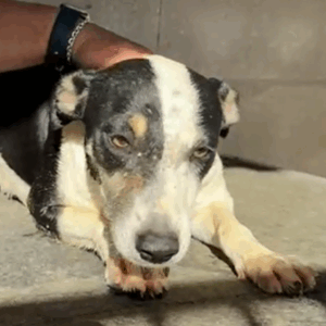 Mischling Maxine, 12/2024, ca. 45 cm