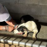 Mischling Maxine, 12/2024, ca. 45 cm